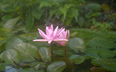 Gibt es Hilfe aus der Geistigen Welt?