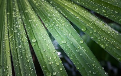 Bringen wir Probleme aus früheren Leben mit ins Hier und Jetzt?