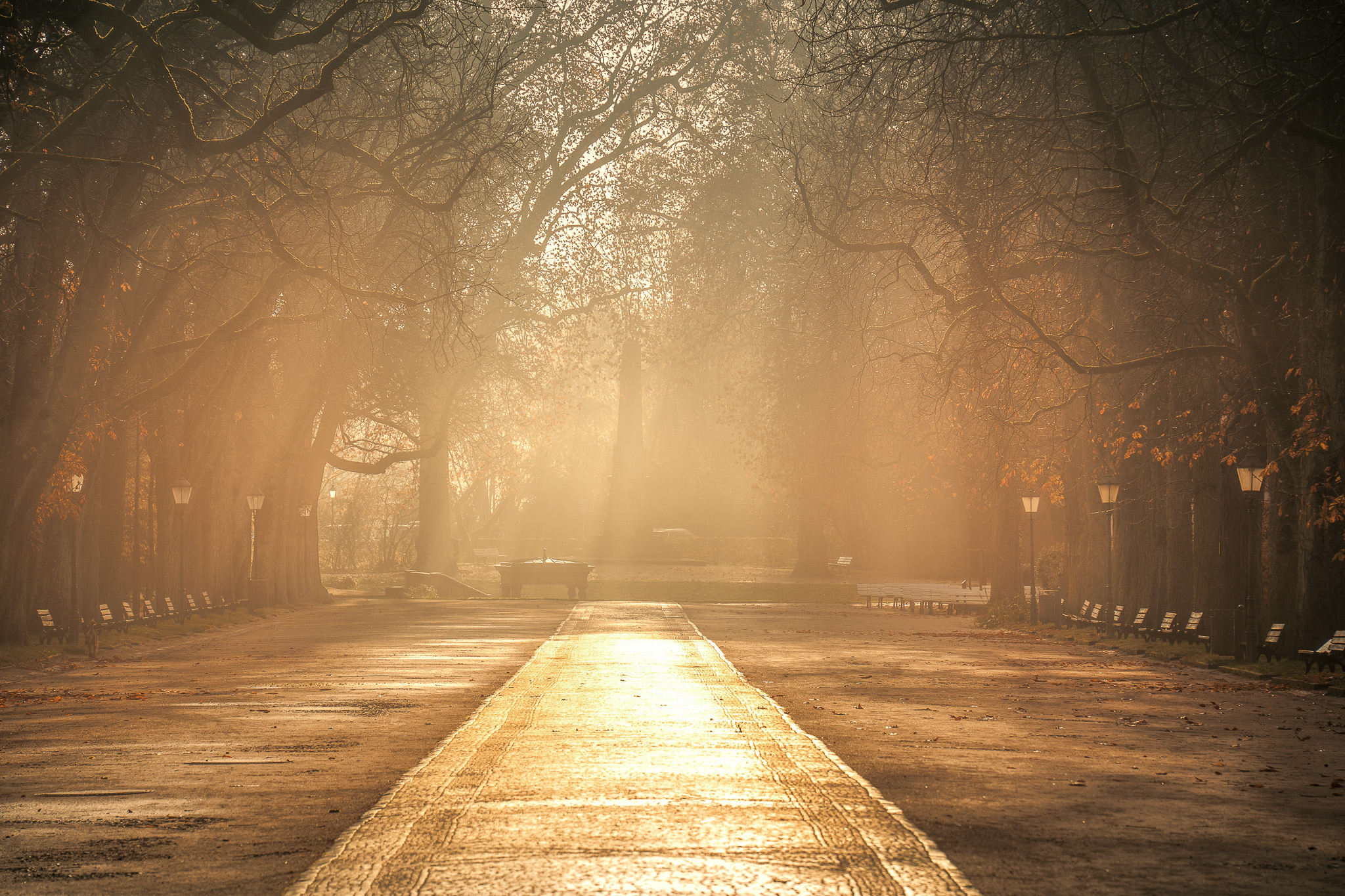 Von Morgenlicht durchflutete Allee – ein Weg, der sich ins Helle öffnet