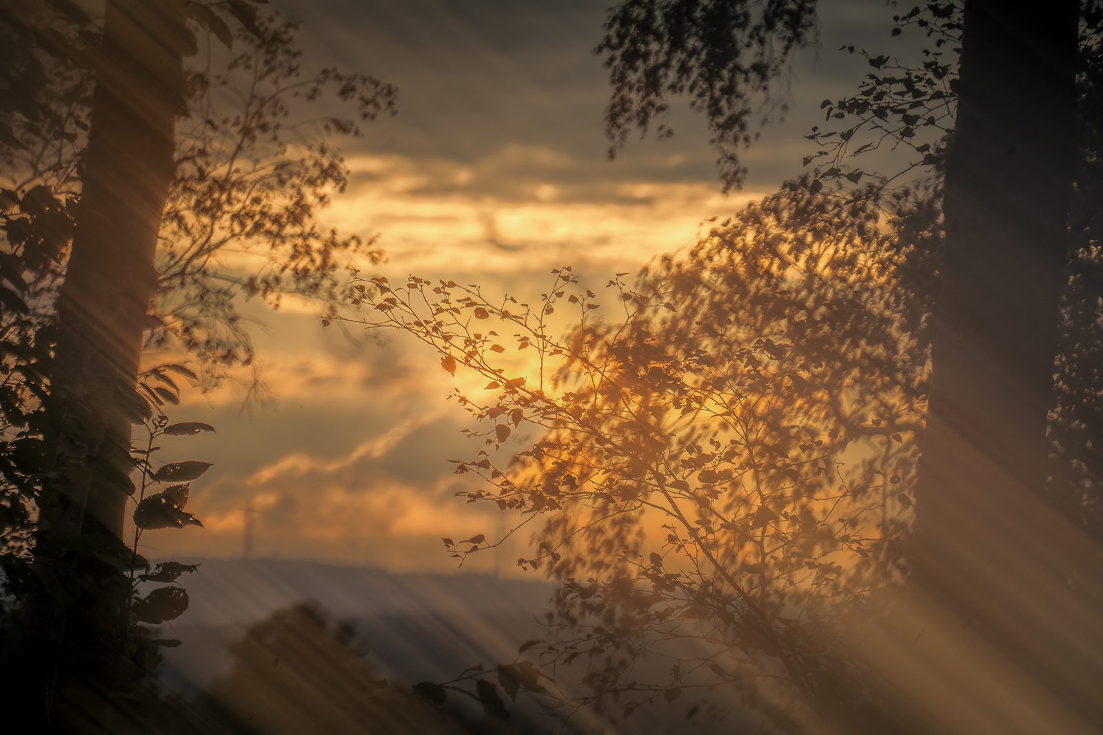Abendlicht bricht durch Zweige und Blätter über einer Hügellandschaft